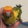 Baby sun conures high yellow