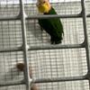White belly caiques Proven 5 year old pairs 
