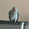 NEGOTIABLE PRICE; tamed Parrot, Indian ring neck-female-- call 586-258-5661