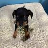 Miniature Pinscher mix