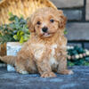 Gorgeous Havapoo Puppies
