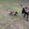Belgian Malinois Pure Breed Pups ( 1 ) Available