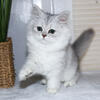 Beautiful Silver Shaded Chinchilla Dollface Persian Female