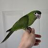 Hahns Macaw