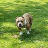Beautiful American Bully - Male