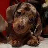 Adorable Mini-Dachshunds for Sale