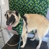 K&O Grooming & PetStore location 43787 in-between athens,Logan area