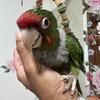Mitred conures male or female available