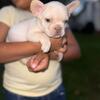 Platinum French Bulldog