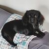 Cava-Tzu puppy