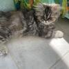 Persian kittens 