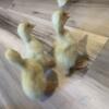 Pekin baby ducklings