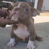 MICRO BULLY PUP