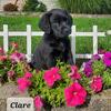 Chesador puppies coming next summer ,Labrador and Chesapeake Bay Retriever puppies