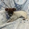 Purebred Jack Russell terrier puppies