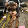 Ferrets for rehoming