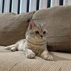 6month old British shorthairs 
