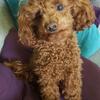Purebred Tiny Toy Poodle Stud