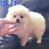 Tiny White Pomeranian Puppies for sale