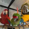 Green wings Macaw Parrots