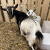 Nigerian dwarf goats for sale!