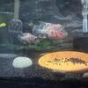 Rare Super Red Dragon F3 Flowerhorns