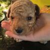 Toy poodle male beautiful 