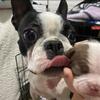  Boston terrier puppies 