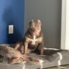 Lilac Tri American Bully Rehoming