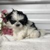 AKC small toy imperial standard shih tzu ffemale and male