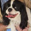 2 cavalier King Charles dogs