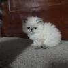 Beautiful Silver Shaded Male Persian 