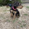 Adorable Airedale Terrier Puppies