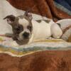 Gorgeous Frenchton puppies price reduced