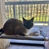 Rehoming 5 year old Siamese