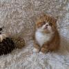 Sweet and loving Exotic Shorthair kittens