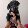 Beauceron Puppies