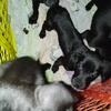 5 Lab terriers need homes ASAP!!! FREE