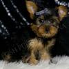 Overly Adorable Cute AKC Yorkie Puppies ready for their furever homes!