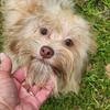 Havanese puppy, 7 months 