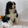 Black tri female Australian Shepherd