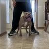 XL American Bully