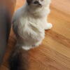 I have a beautiful ragdoll female available 800