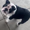 AKC English Bulldog