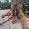 German shepherd 