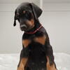 Doberman puppy for sale 