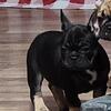 AKC REGISTERED FRENCH BULLDOG PUPPIES