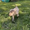 Purebred Weimaraner puppies
