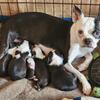 Boston terrier puppies 