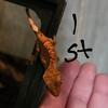 Crested gecko babies 